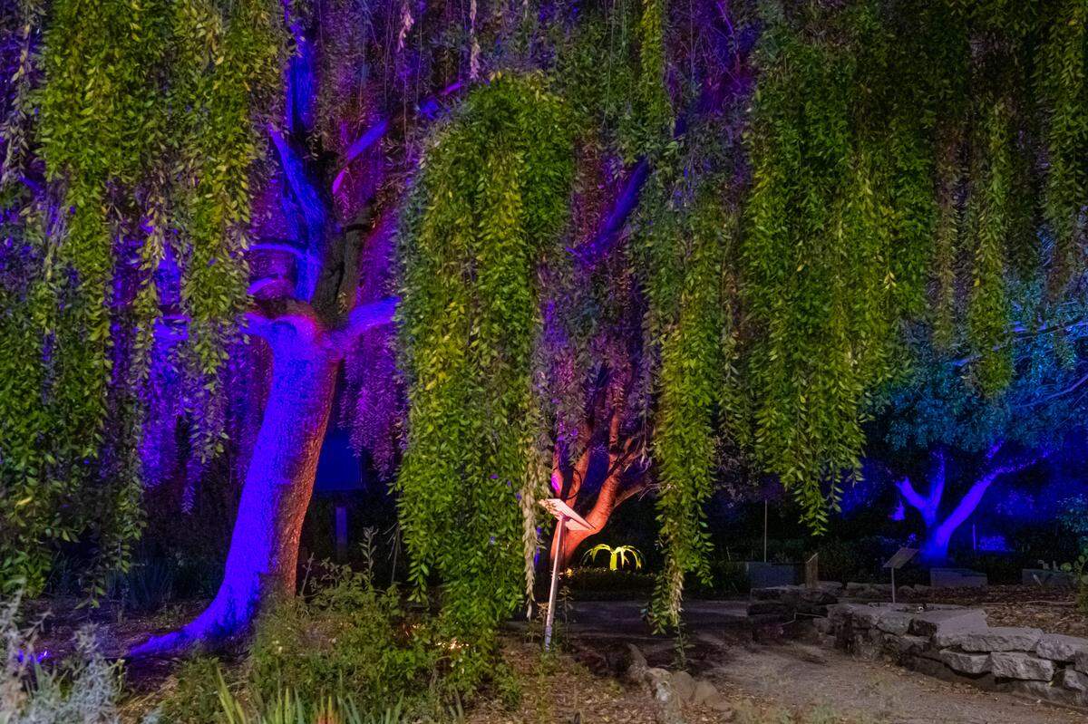 The San Luis Obispo Botanical Garden will launch Nature Nights in November, featuring large-format light projections by artist&nbsp;Bryn Forbes, illuminated wire sculptures by&nbsp;Michael Reddell&nbsp;and artistic lighting of garden areas by artist Kody Cava.