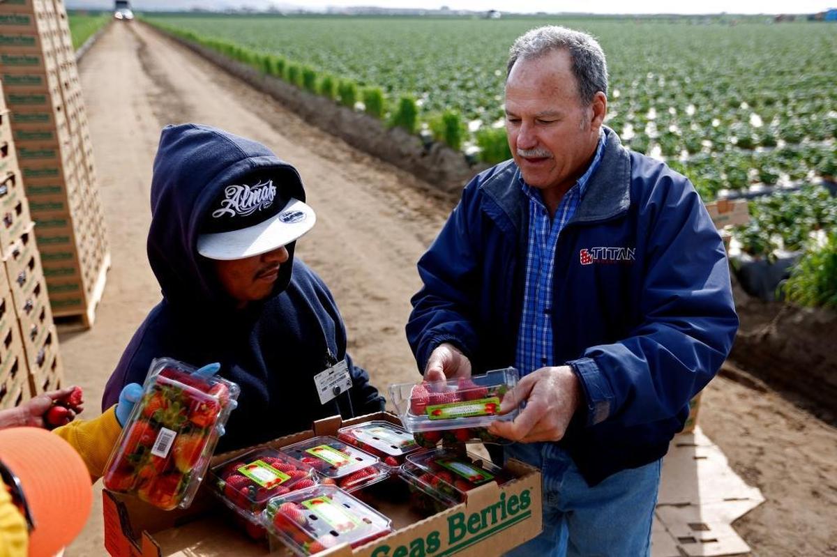 Greg France, right, owner of Mar Vista Berry, inspects the quality of strawberries picked by local workers. France recruited foreign guest workers under the federal H-2A visa program last year, but his plans to house them in Nipomo ended with an arson fire that remains unsolved. His guest workers will be provided by a labor contractor this year.