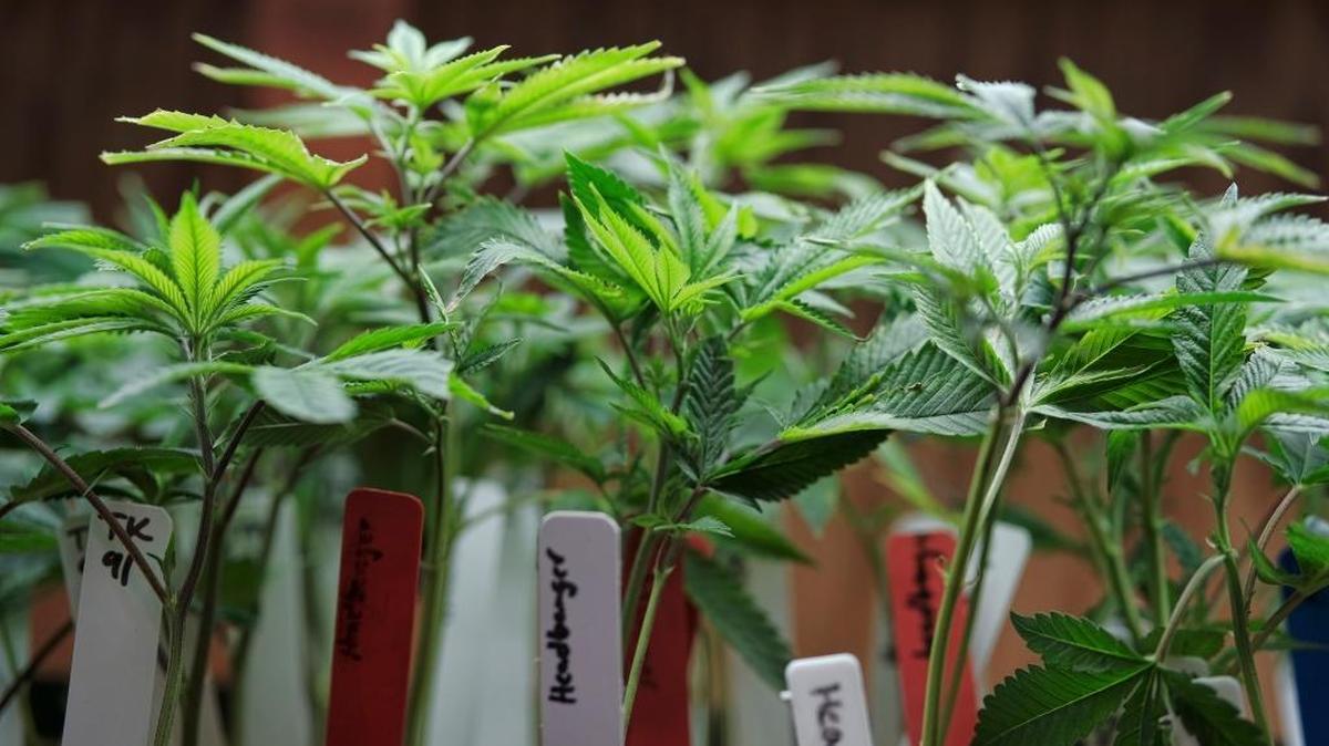 San Luis Obispo County officials are mulling over regulations that will shape and oversee the budding industry of commercial cannabis, including nurseries that could sell starts to personal and commercial growers.