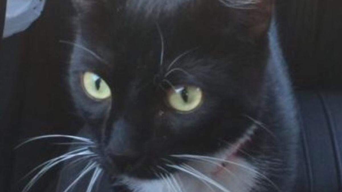 Ollie the cat recently died after reportedly being shot by an air rifle in his Santa Barbara neighborhood.