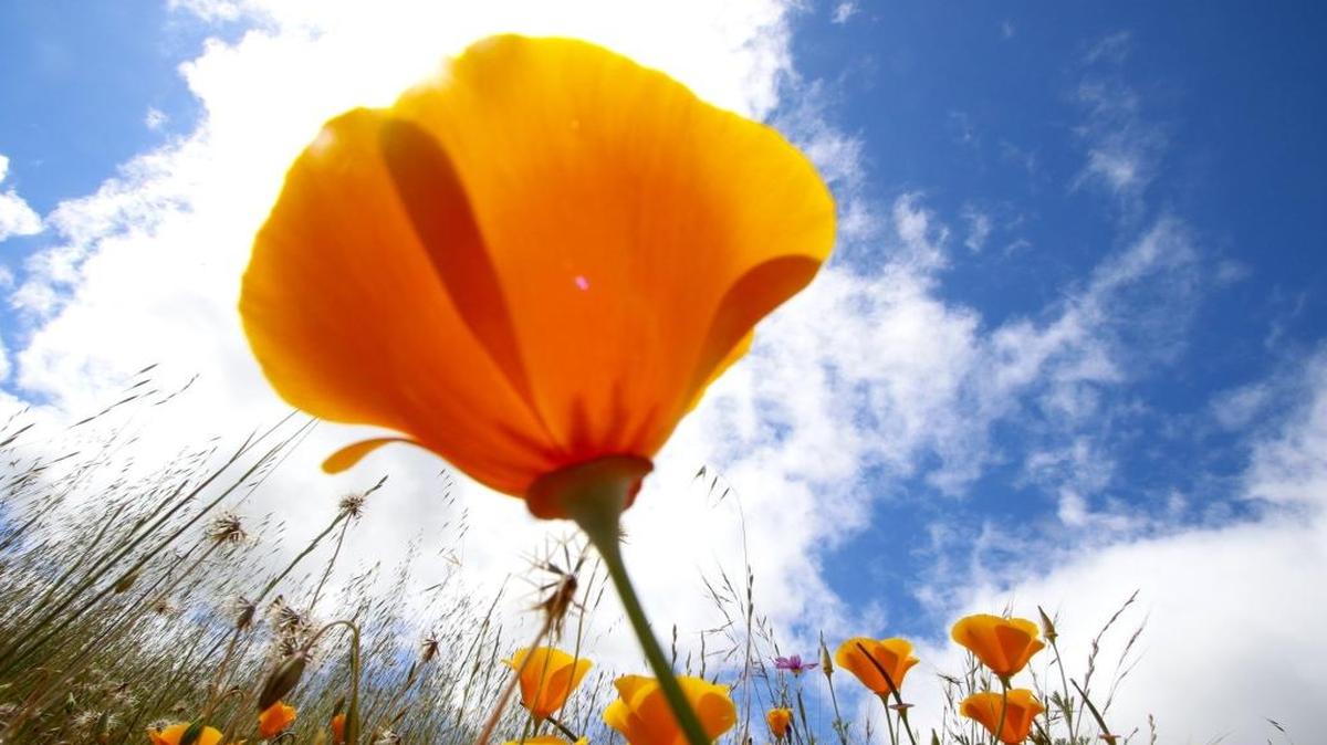 California poppies are among the wildflowers blooming around San Luis Obispo County. A guided wildflower hike is scheduled to begin at 10 a.m. Saturday at Lopez Lake in Arroyo Grande.