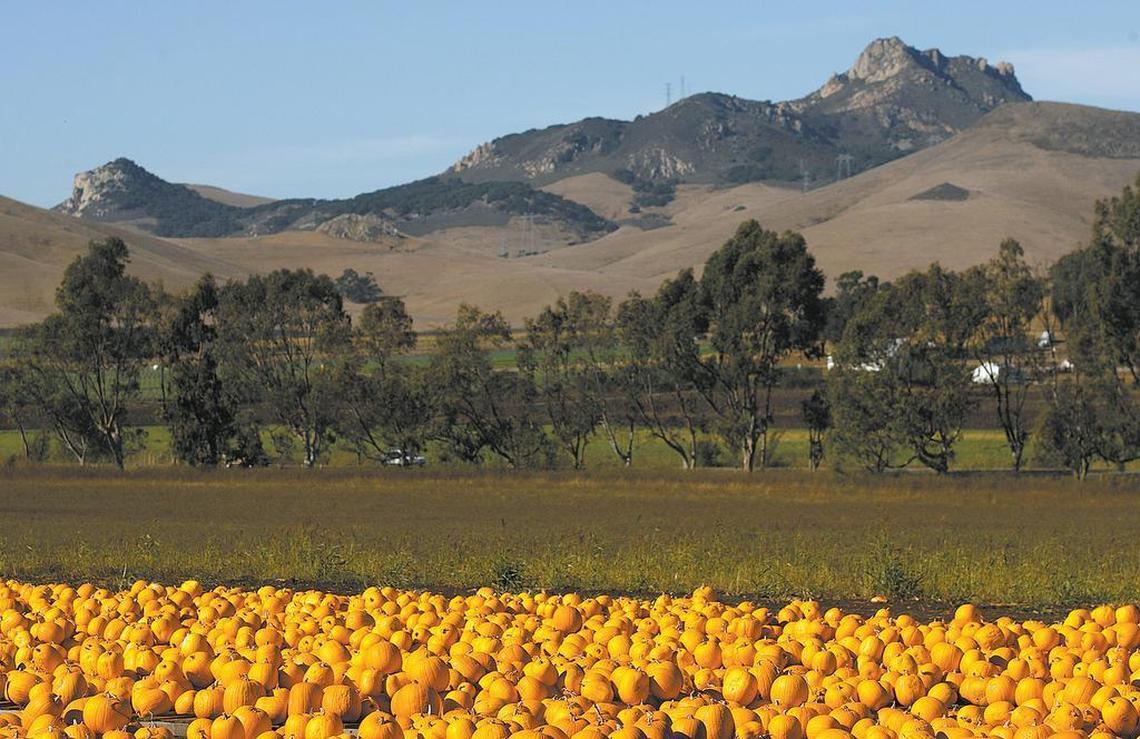 Pumpkins await buyers at a Los Osos farm as Hollister Peak looms in the background.