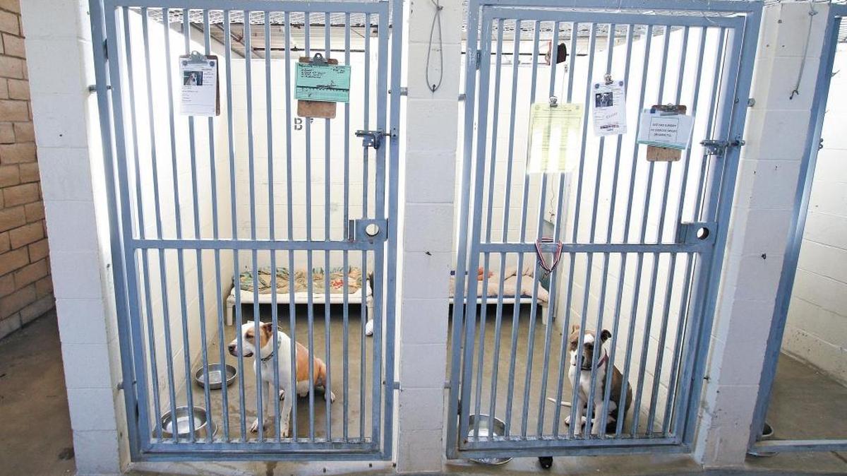 Dogs await adoption at the San Luis Obispo County animal shleter.