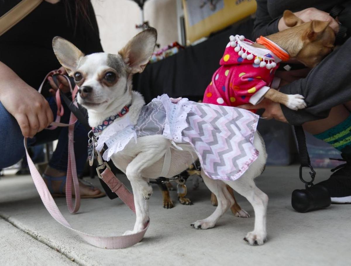 Evelyn Lopez brought Lovina to Chihuahuas de Mayo at Woods Humane Society on Saturday, May 6, 2017.