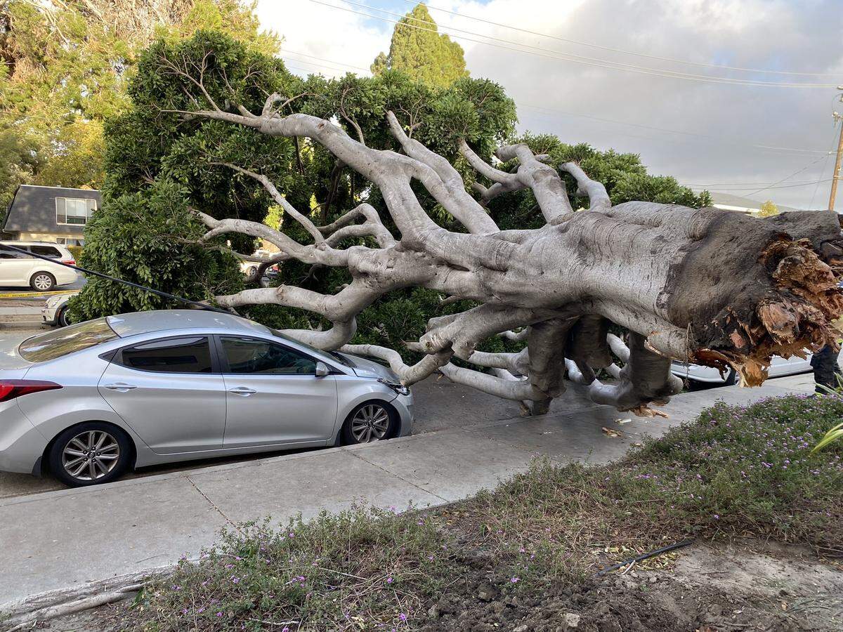 High winds toppled a large tree in the 200 block of North Chorro Street in San Luis Obispo on Tuesday, Feb. 21, 2023.