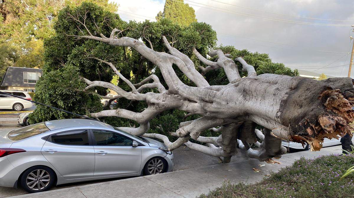 High winds toppled a large tree in the 200 block of North Chorro Street in San Luis Obispo on Tuesday, Feb. 21, 2023.