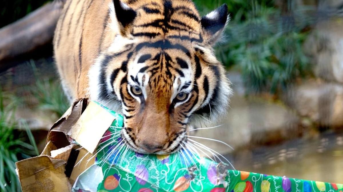Charles Paddock Zoo elves will give holiday treats to the animals from 10 a.m. to 1 p.m. on Saturday.