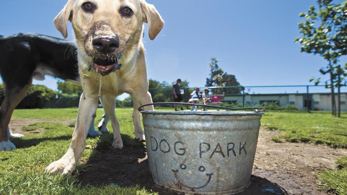 A yellow lab named Carlos looks up after getting a drink at the Elm Street Dog Park in Arroyo Grande.