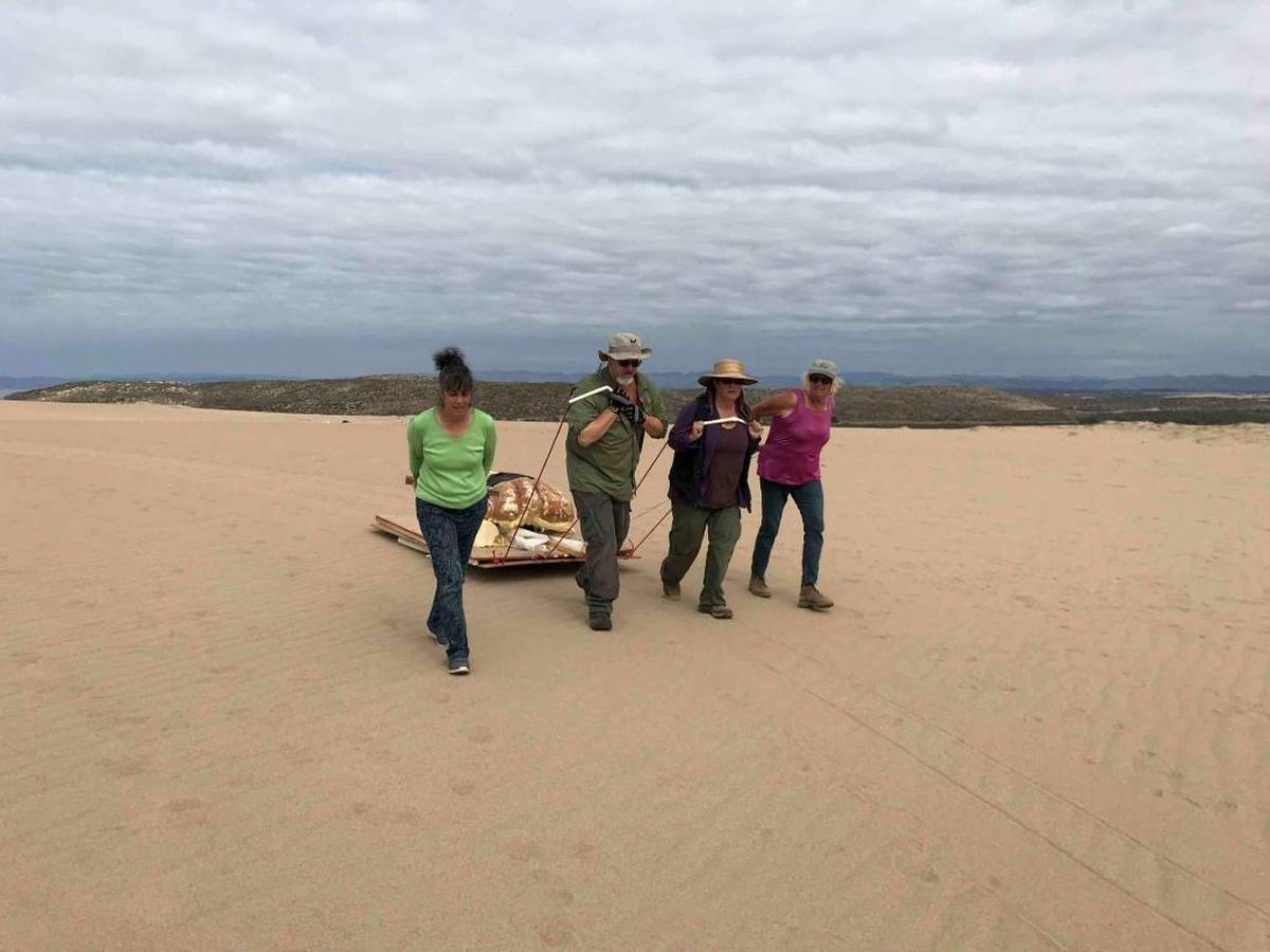 Crews involved with the excavation fastened surfboards to plywood and created a sled to remove the gigantic terra-cotta-colored head from the dunes.