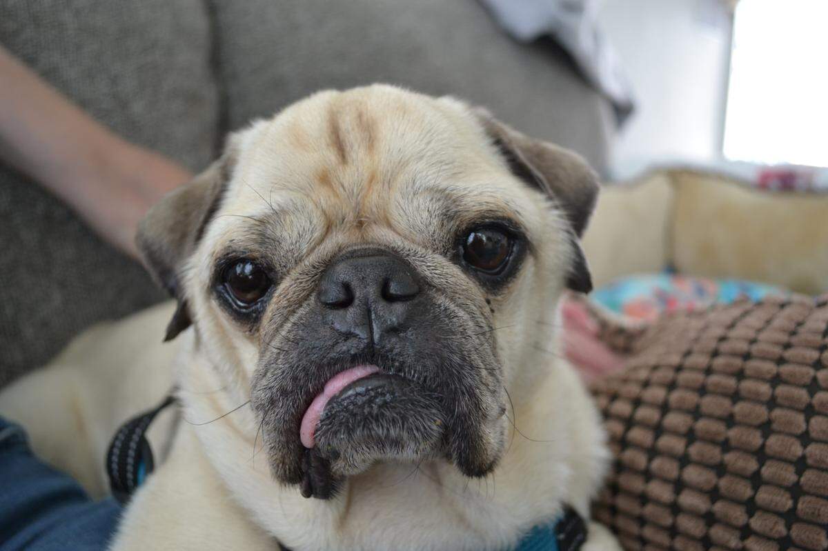 Duke, a 13-year-old pug, can often be seen on walks at Silver City West mobile home park.