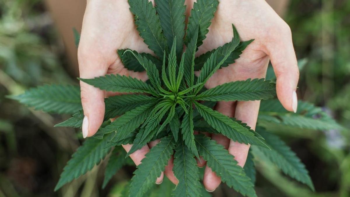The city of San Luis Obispo will begin discussing how to regulate commercial marijuana in January.