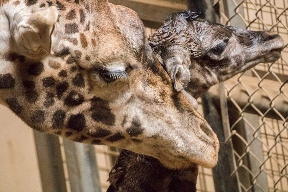 Audrey, a Masai giraffe, cuddles up to her new female calf, which was born at the Santa Barbara Zoo on Wednesday, March 14, 2018.