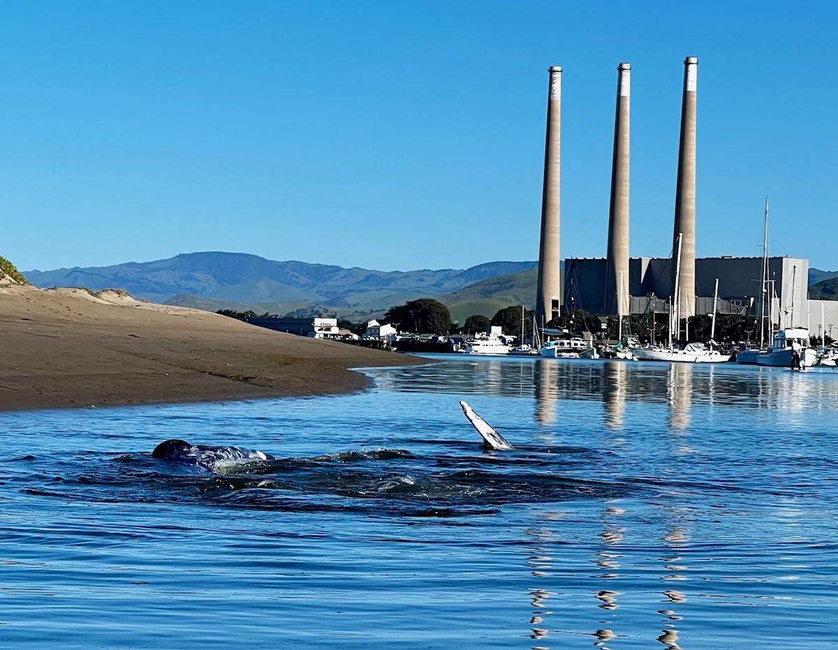A gray whale swims in the Morro Bay Harbor on Thursday, March 14, 2024. The whale has been been spotted in the harbor for the last few days.