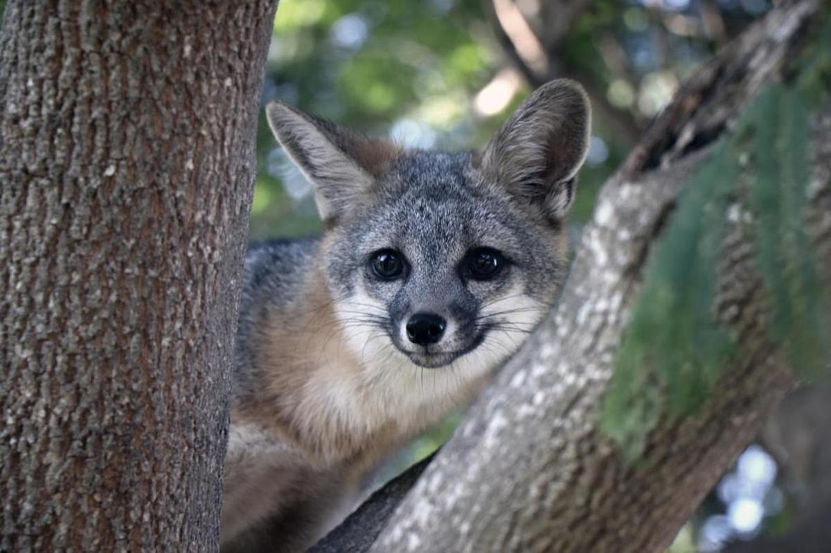 The little gray fox was first spotted in the city of Arroyo Grande around September 2017 and quickly became a beloved Village mascot. The fox, who was nicknamed “Foxy,” was later trapped and euthanized after it attacked a resident’s chickens.
