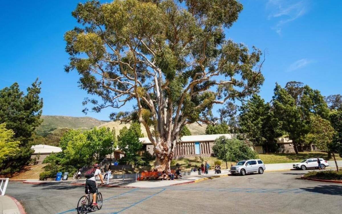 A eucalyptus tree that has served as a gathering spot at San Luis Obispo High School for years will be chopped down this week to make way for a new administrative building and performing arts center.
