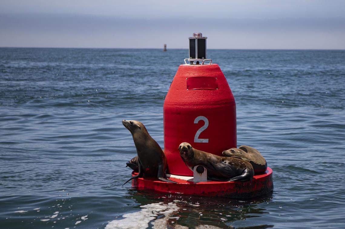 Sea lions rest on a buoy in Morro Bay. They are the largest marine mammals that live year-round in the bay, where they feed primarily on squid, fish and octopus.