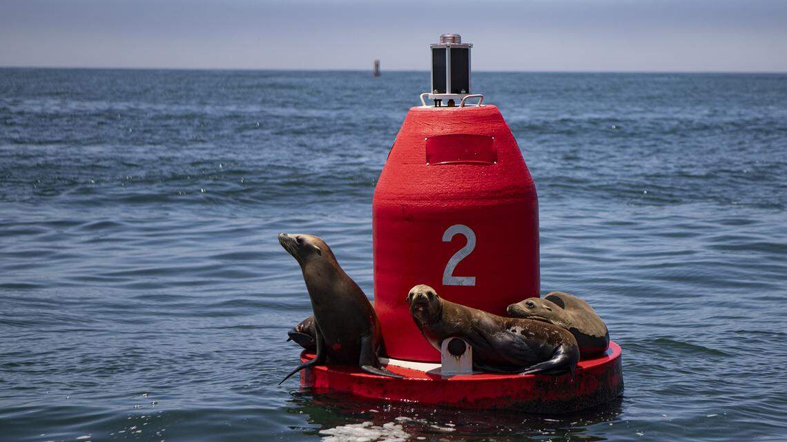 Dead sea lion tests positive for bird flu in SLO County. What to know