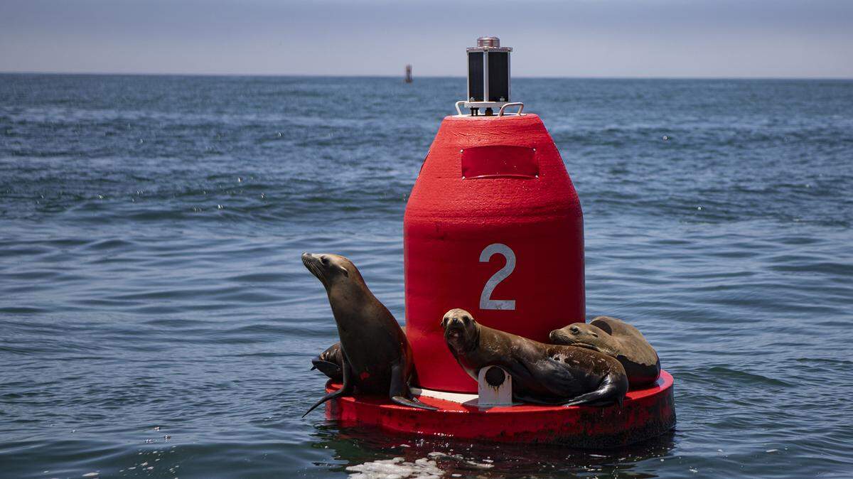 Sea lions rest on a buoy in Morro Bay. They are the largest marine mammals that live year-round in the bay, where they feed primarily on squid, fish and octopus.  