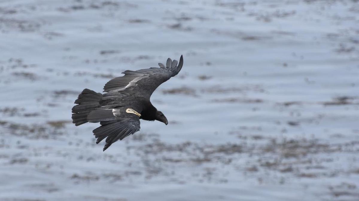 A California condor enjoys cooler conditions along the coastline, which will prevail despite near-record hot weather inland early this week.