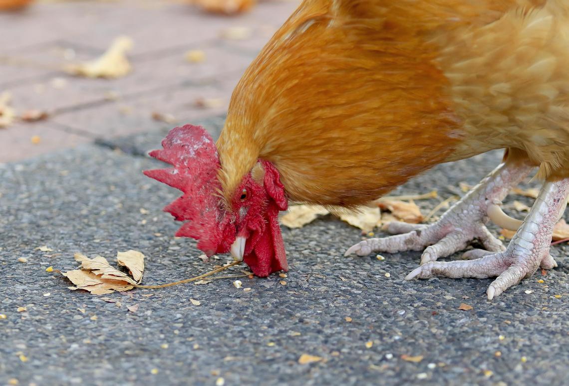 A rooster inspects the pavement for snacks in the Village of Arroyo Grande.