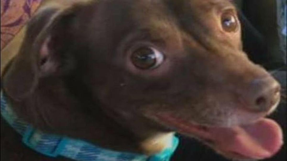 Elvis, a chocolate Chihuahua dacshsund mix, ran away after a fatal crash on Highway 46 East Sunday morning.