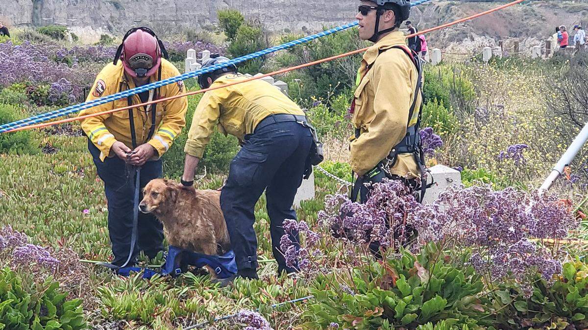 Cal Fire SLO and other agencies worked to rescue a person and their dog stuck 90 feet below Dinosaur Caves in Pismo Beach on Thursday, June 29, 2023.