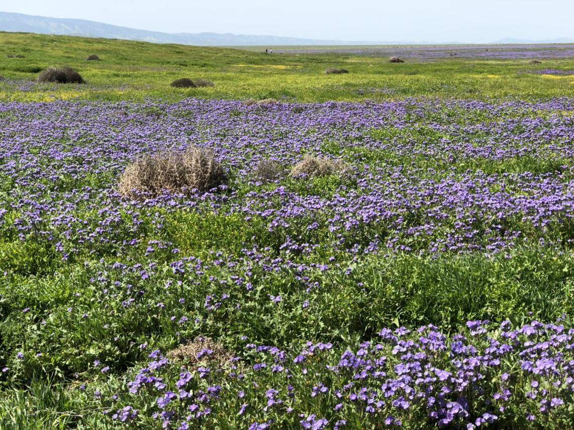 A field of purple wildflowers in the Carrizo Plain National Monument.