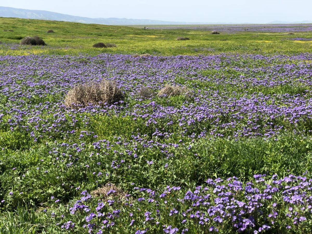 A field of purple wildflowers in the Carrizo Plain National Monument.