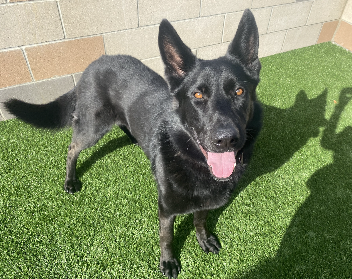 Onyx (A304212) is one of several dogs available for adoption at the San Luis Obispo County Animal Shelter.