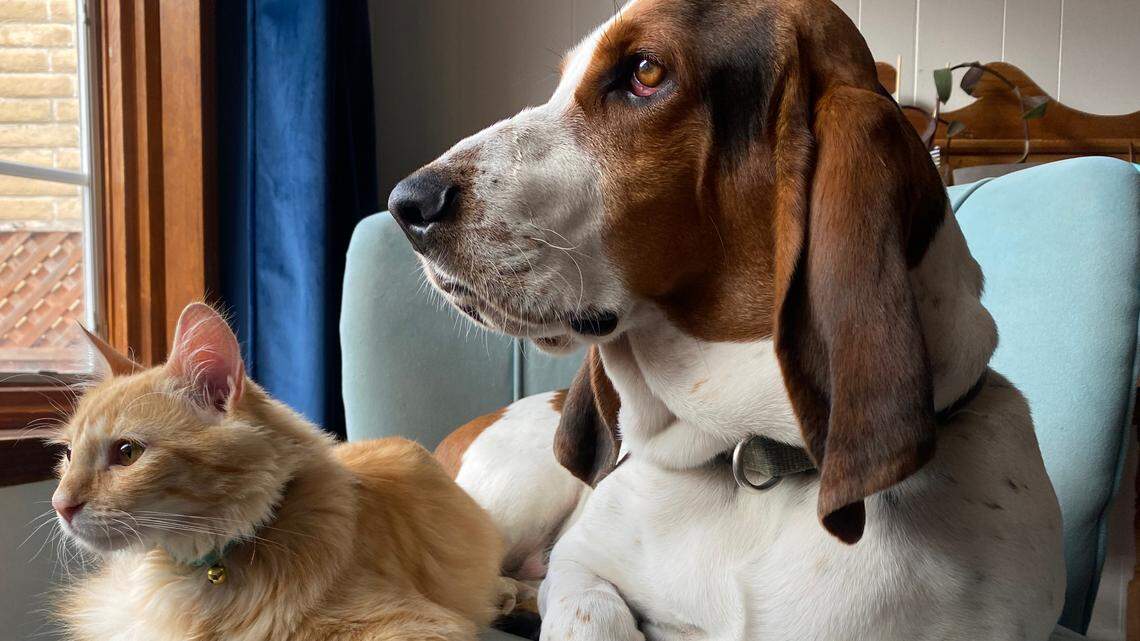 ‘Snip and Chip’ events help spay and neuter pets — but the program needs your help too