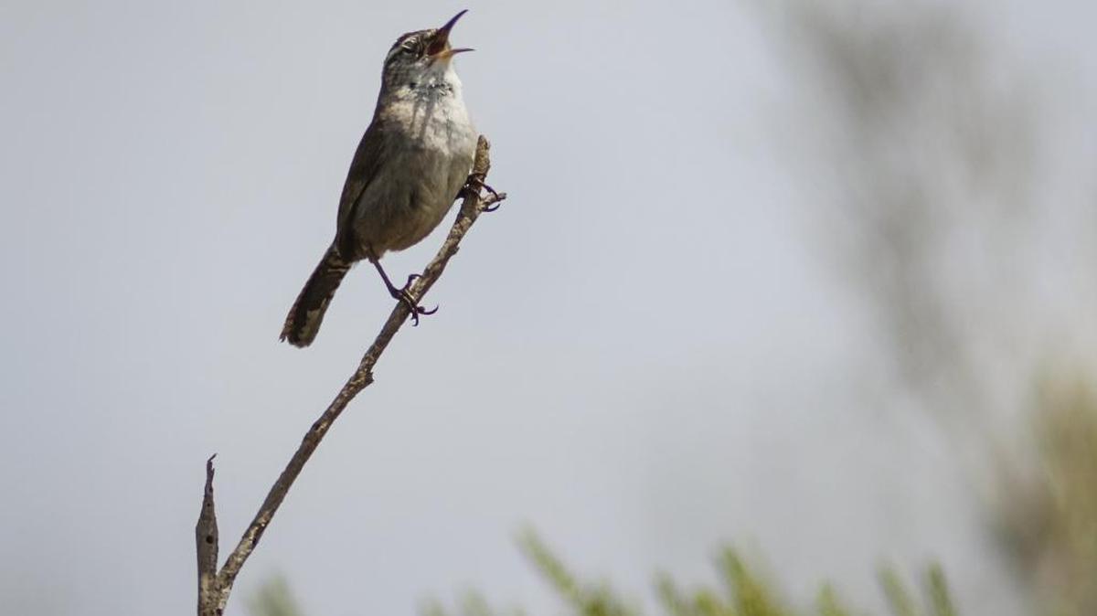 A Bewick’s wren sings a melodious song at Oso Flaco Lake in the Oceano Dunes State Vehicular Recreation Area on a recent April day.