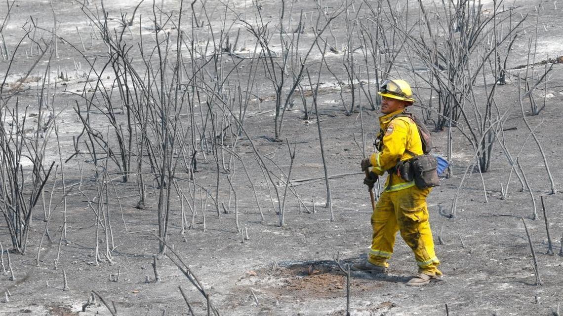Christian Ramos with the Las Tablas Cal Fire station looks for the next smoking stump to dig out. Stone Fire Day 2, firefighters mop up along Highway 58 south of Creston.