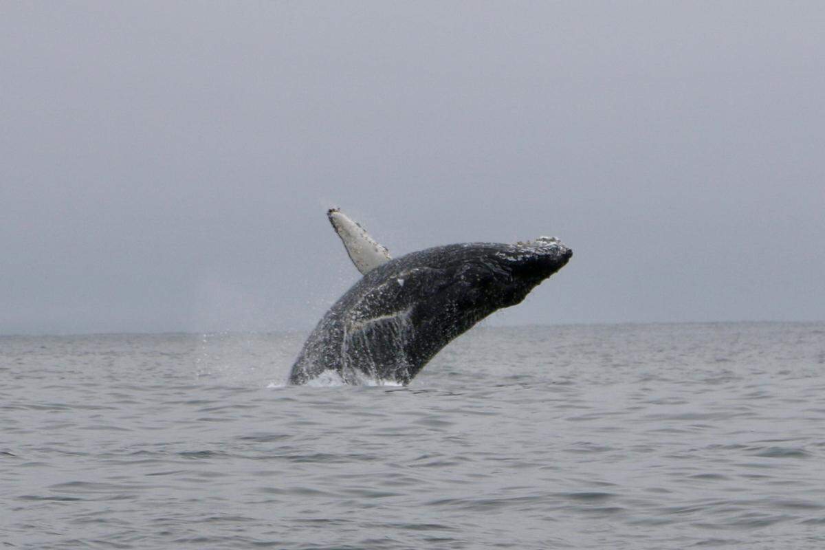 A humpback whale breaches off Pismo Beach on Friday, July 12, 2024.