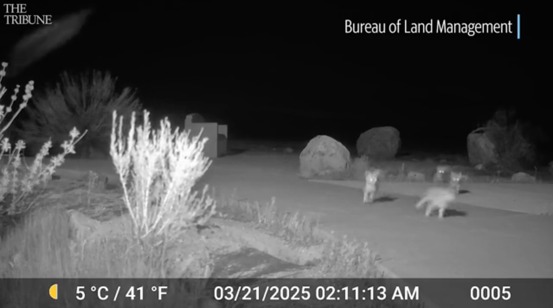 A trail camera caught a family of San Joaquin kit foxes scampering around outside the Goodwin Education Center at the Carrizo Plain National Monument on March 21, 2025.