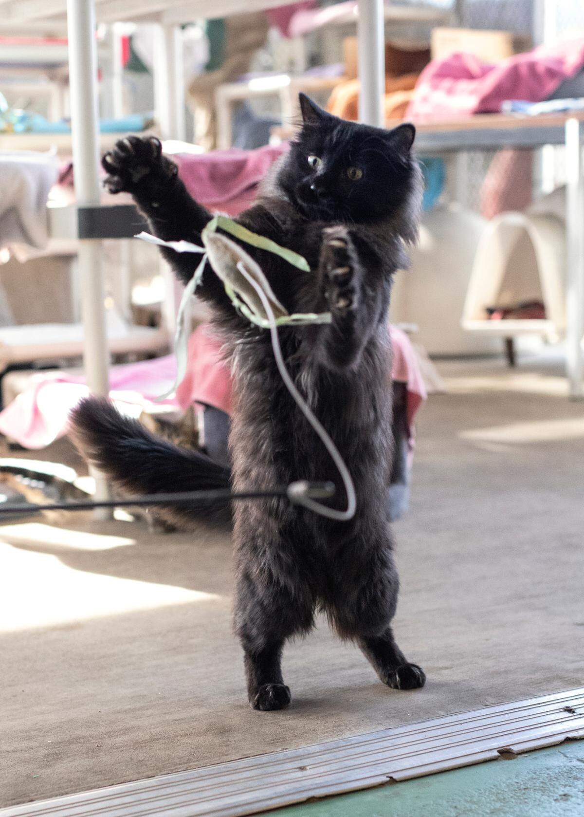 The Cal Poly Cat Program has faced impacts from high demand for services, a pinched budget and lower demand for adoptions as the pandemic restrictions have lifted.
