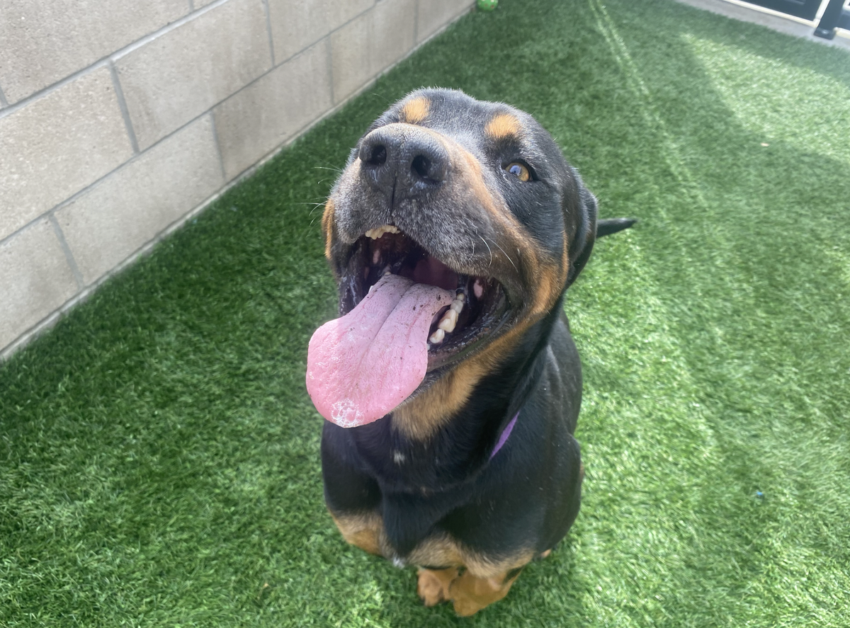 Desoto (A303448) is one of several dogs available for adoption at the San Luis Obispo County Animal Shelter.