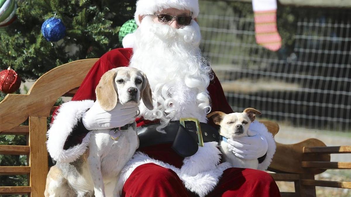 Santa Paws, aka John Maddux, a member of the Heilmann Dog Park board, graciously held a couple of cute pups for a photo. Beagle Daisy, left, and Jack, a Chihuahua mix, belong to Ken Newcomer of Atascadero.