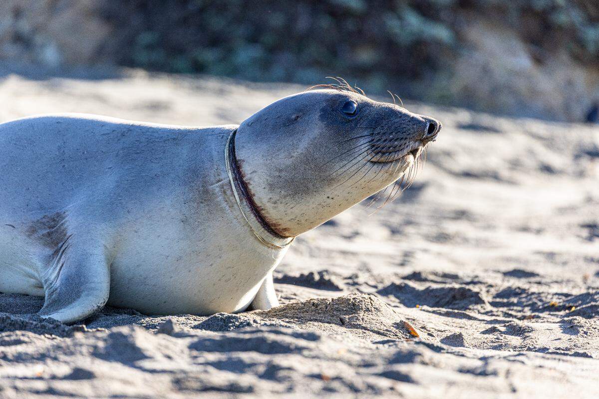 Volunteers and rescue workers are formulating a plan to remove a packing strap wrapped around a young elephant seal’s neck at Piedras Blancas.
