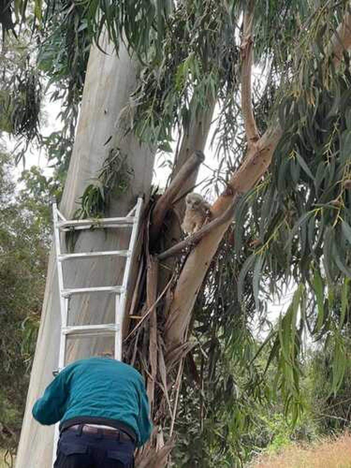 Pacific Wildlife Center volunteer Bob Peak places a baby owl in its home eucalyptus tree in Arroyo Grande on Thursday, May 11, 2023.