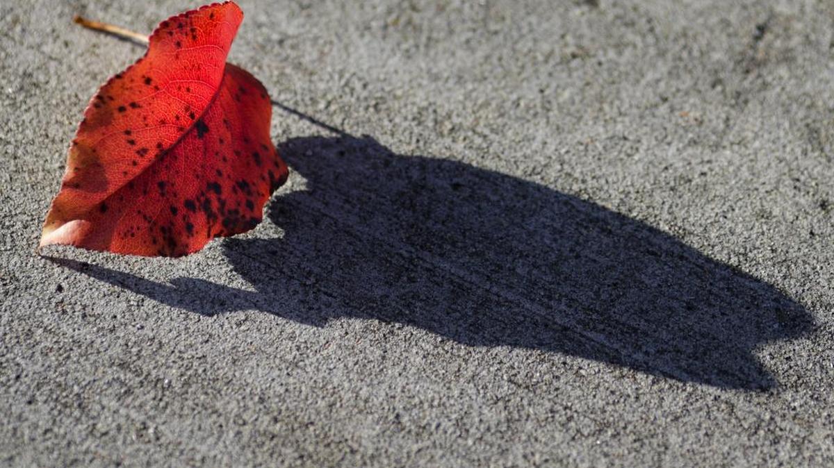 As autumn transitions into winter, leaves change color and fall to the ground, like this one, seen on El Camino Real near Kmart in Atascadero.