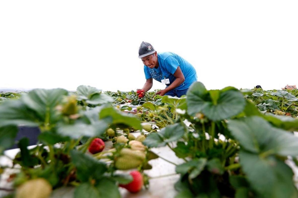 Heraclio Hernandez, of Oaxaca, Mexico, picks strawberries near Guadalipe for Mar Vista Berry, owned by Greg France of Nipomo.