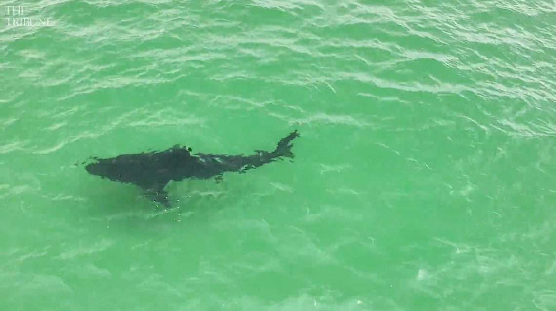 A San Luis Obispo County surfer captured drone video of a great white shark swimming in the shallow waters off Pismo Beach on April 21, 2025.