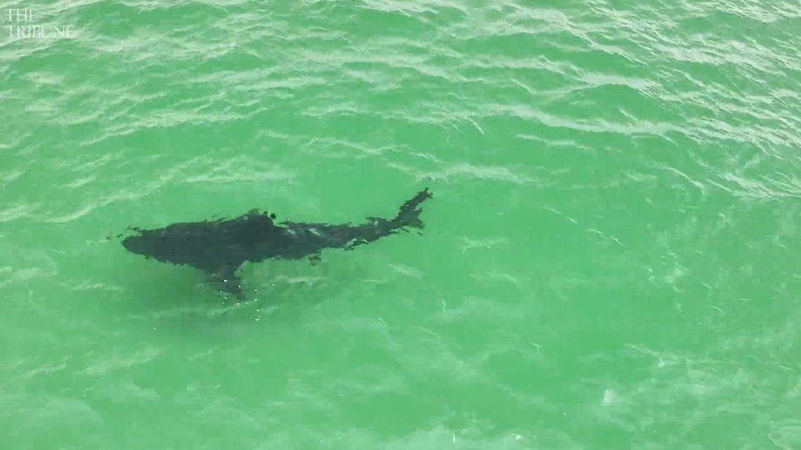 Huge great white shark spotted swimming near surfers in Pismo Beach. See the video