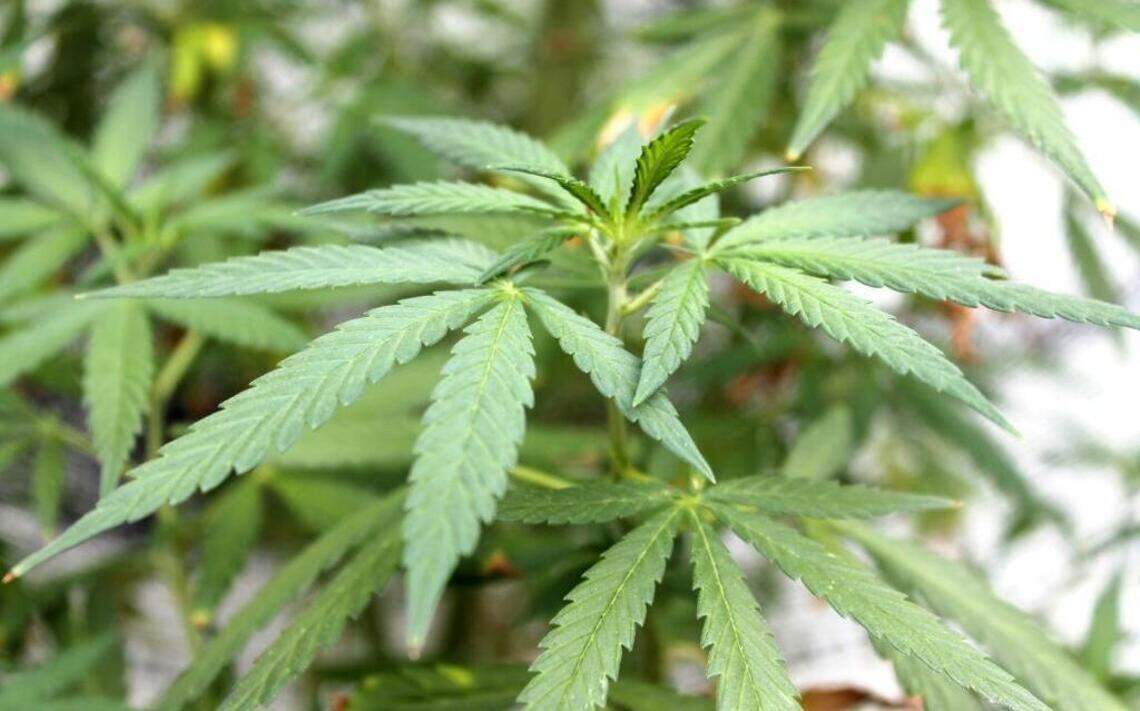 Will another SLO County city allow cannabis sales? Voters could help decide