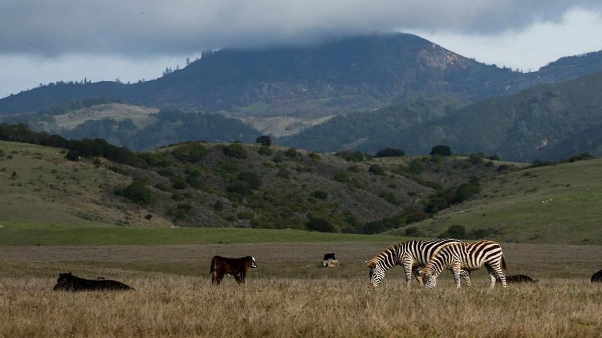 Zebras and cattle graze at Hearst Ranch in December.