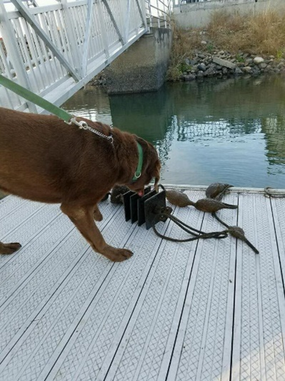 A dog inspects a boat for invasive shellfish.