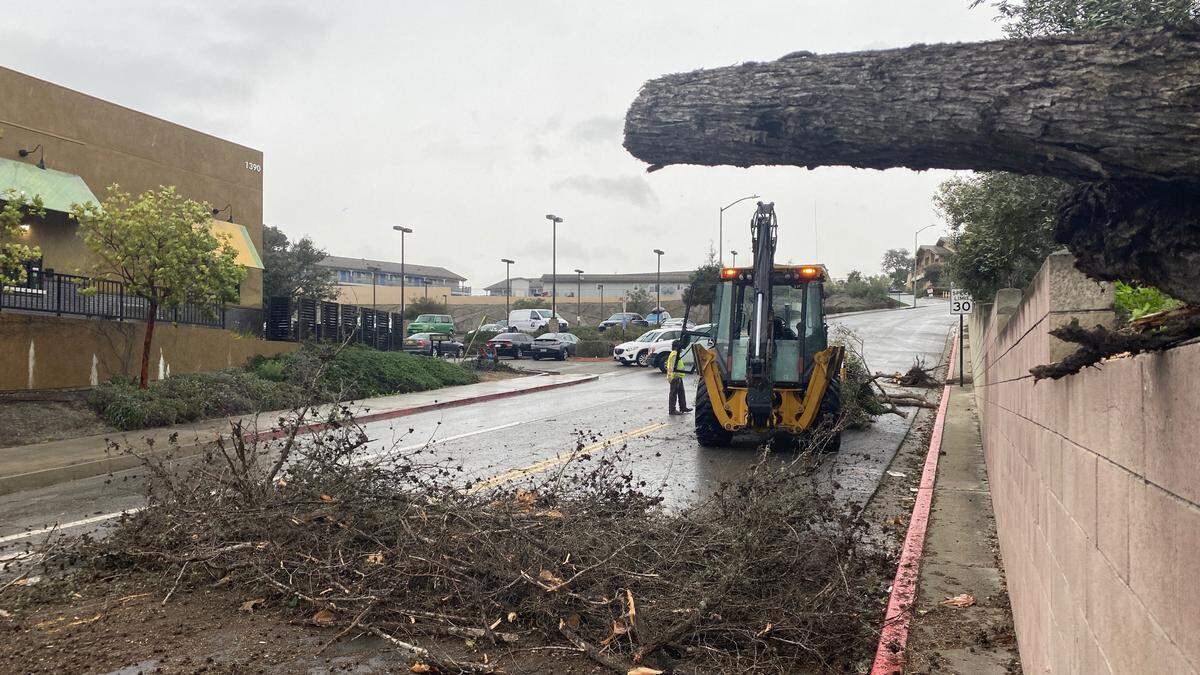 Arroyo Grande city crews clean up downed up downed cypress and olive trees at Camino Mercado and West Branch Street as an atmospheric river storm brings damaging winds to the area Feb. 4, 2024.