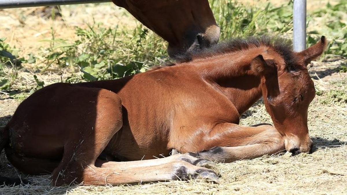 At the Cal Poly Equine Center, mares are tenderly watching over foals near the mare barn and pastures. The foals mostly eat and sleep and stay close to mother. Here, a young filly sleeps while its mother nuzzles it.