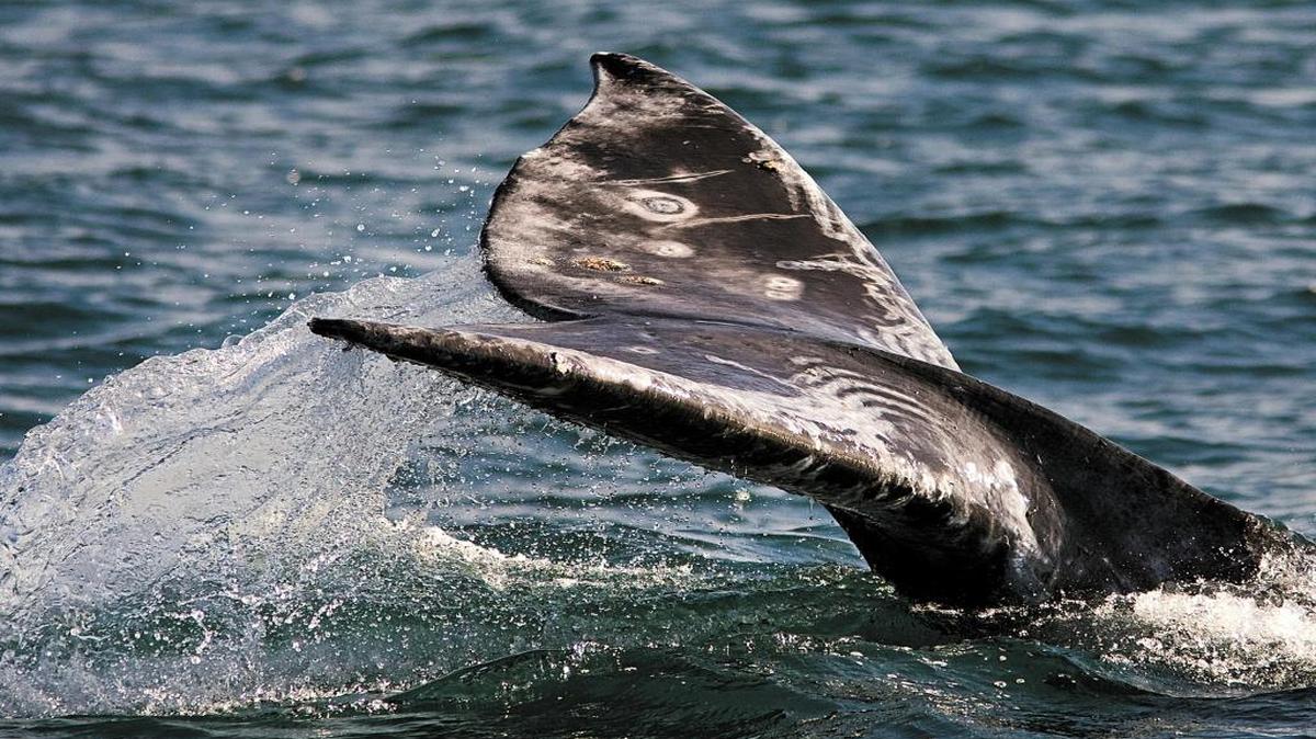 In this file photo, the tail of a gray whale flips above the water as it dives during its migration past Morro Bay on its way to Mexico.