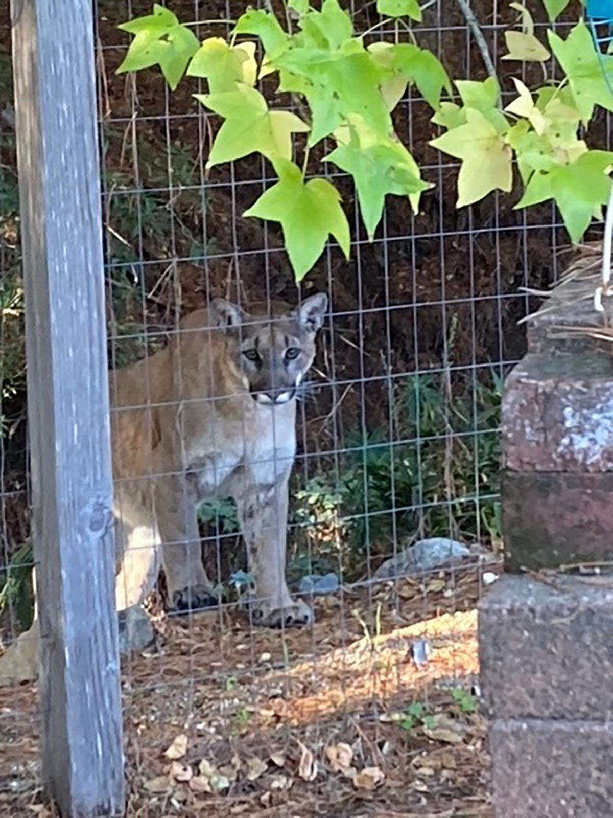 A mountain lion stands several feet from the fence that borders Holly Hiner’s property. Hiner spotted the big cat Sunday morning at 9:10 a.m. near her home in Laguna Lakes Mobile Estates.